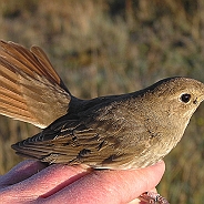 Thrush Nightingale